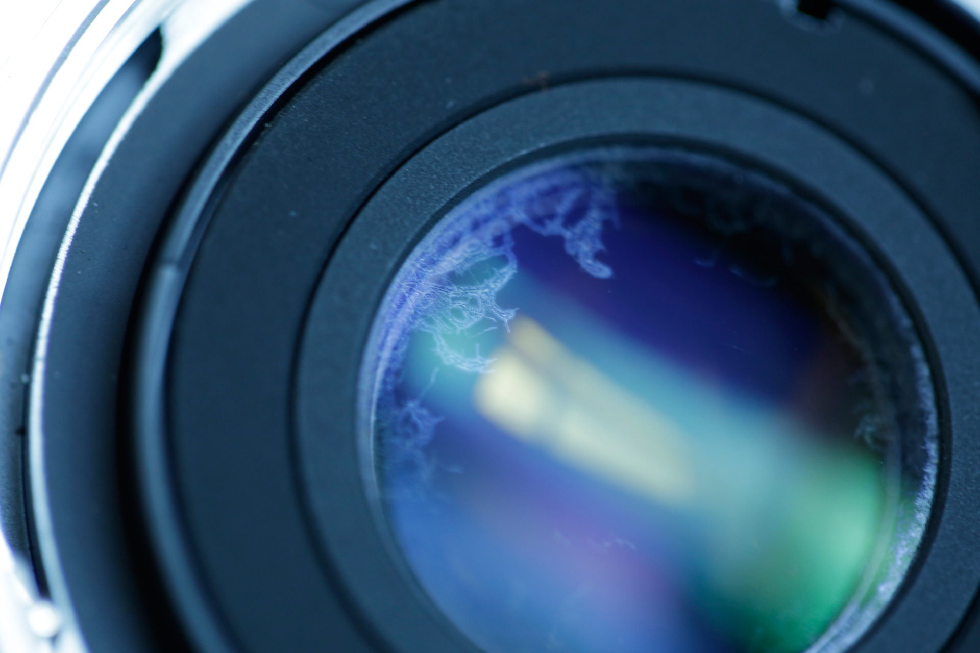 contax21fungus.jpg