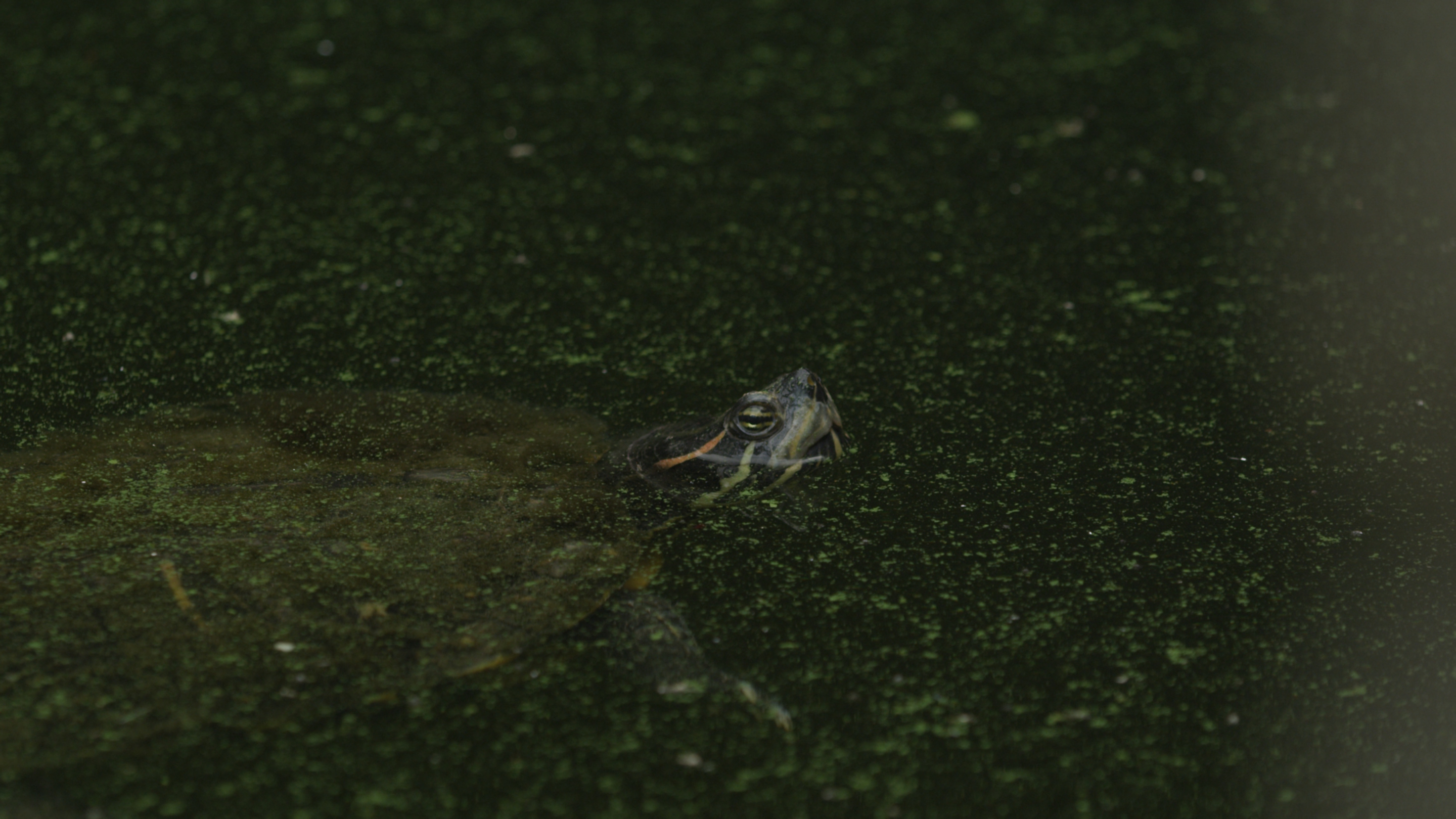 turtle.jpg